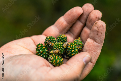 Young green cones in hand on a forest background. A man holds green cones collected in the forest in his palm. Beautiful green cones on the palm of a man.