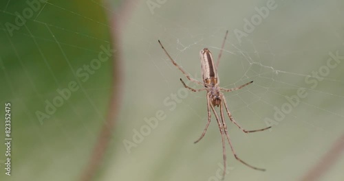 Wallpaper Mural Closeup shot of a common stretch spider sitting in its web waiting for a prey with blur background Torontodigital.ca