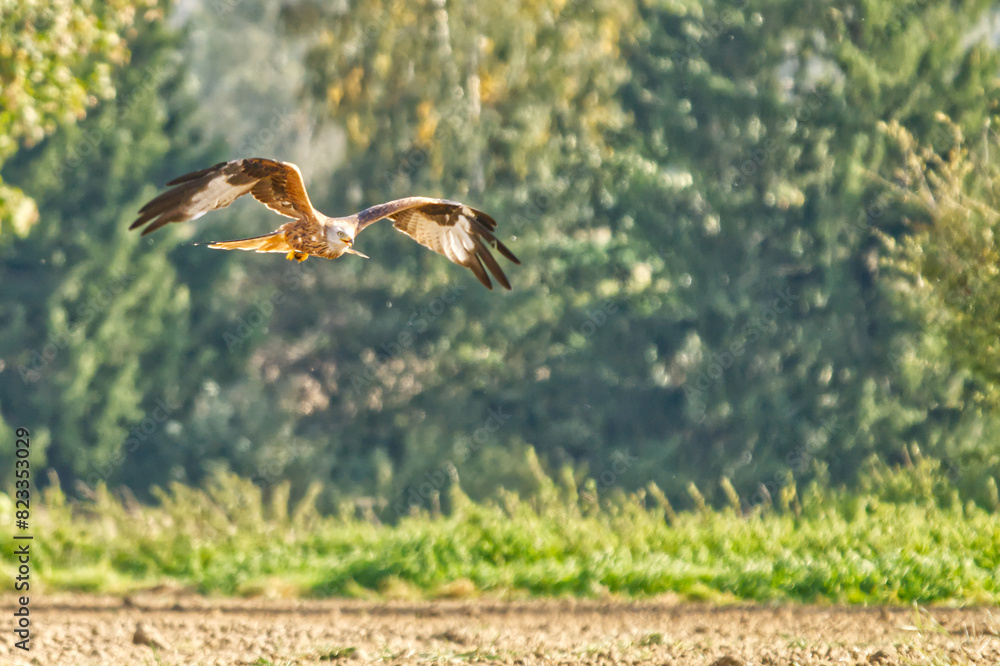 Red kite (Milvus milvus) in flight skimming low over a grassy field Red kite (Milvus milvus) in flight skimming low over a grassy field