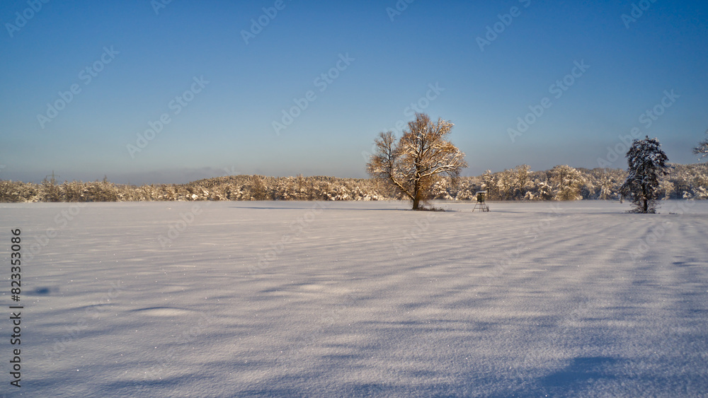Snow-covered field with trees under clear skies, winter landscape Snow-covered field with trees under clear skies, winter landscape