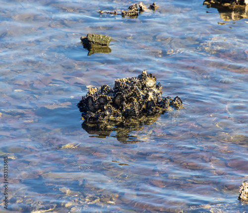 Sydney Rock Oyster on Sydney harbour foreshore at Rozelle NSW Australia photo