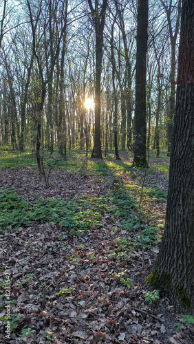 Spring forest 