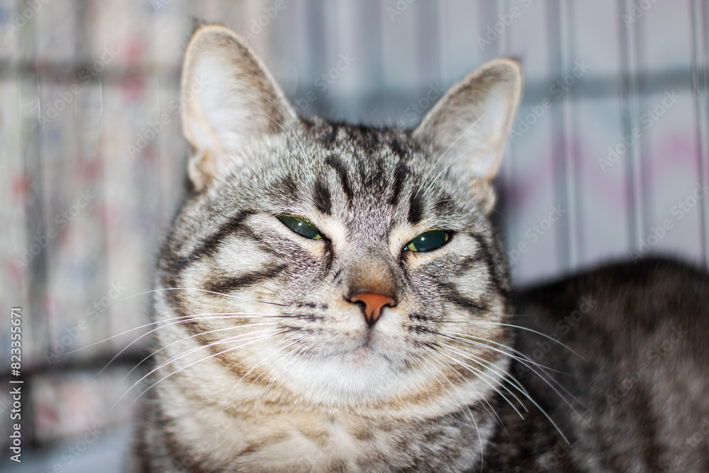 Sad gray cat with catheter on paw