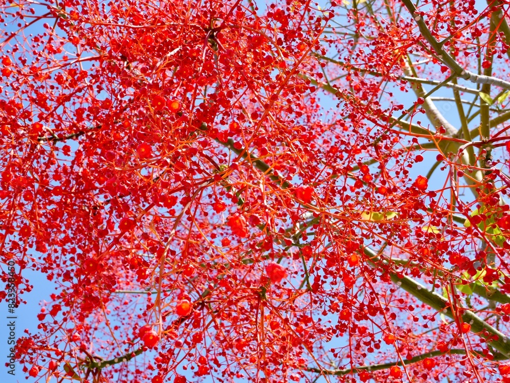 Flowering flame tree, Illawarra flame tree, lacebark tree, or kurrajong (Brachychiton acerifolius), Spain Flowering flame tree, Illawarra flame tree, lacebark tree, or kurrajong (Brachychiton acerifolius), Spain