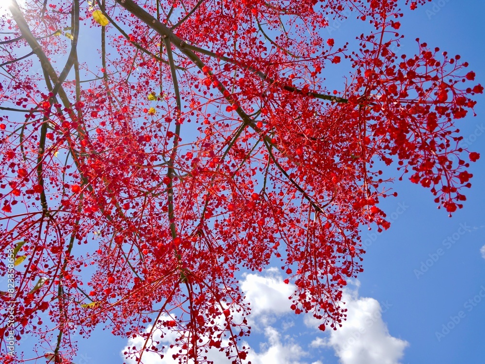 Flowering flame tree, Illawarra flame tree, lacebark tree, or kurrajong (Brachychiton acerifolius), Spain Flowering flame tree, Illawarra flame tree, lacebark tree, or kurrajong (Brachychiton acerifolius), Spain