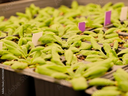 Close up of the thale cress, mouse-ear cress or arabidopsis (Arabidopsis thaliana), a small plant from the mustard family (Brassicaceae), an important model organism in plant biology, genome analysis. photo