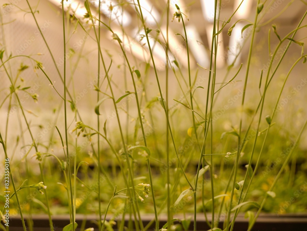 Close up of the thale cress, mouse-ear cress or arabidopsis (Arabidopsis thaliana), a small plant from the mustard family (Brassicaceae), an important model organism in plant biology, genome analysis. Close up of the thale cress, mouse-ear cress or arabidopsis (Arabidopsis thaliana), a small plant from the mustard family (Brassicaceae), an important model organism in plant biology, genome analysis.