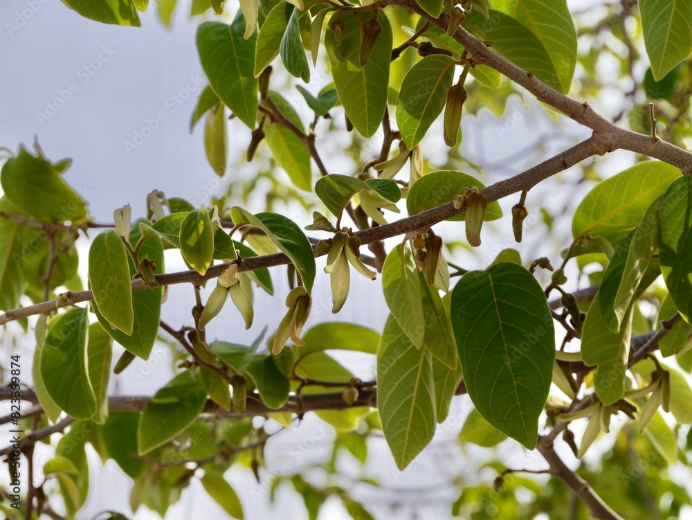 Flowers of cherimoya (Annona cherimola), chirimoya, chirimuya or custard apple. Spain Flowers of cherimoya (Annona cherimola), chirimoya, chirimuya or custard apple. Spain
