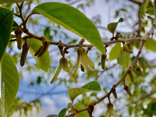 Wallpaper Mural Flowers of cherimoya (Annona cherimola), chirimoya, chirimuya or custard apple. Spain Torontodigital.ca