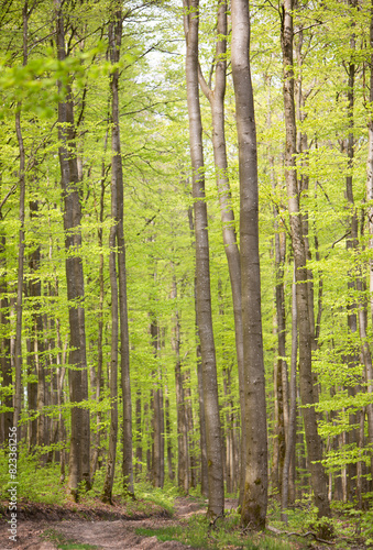 fresh spring leaves on beech trees in german forest