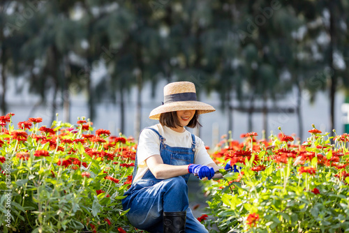 Asian farmer and florist is working in the farm while cutting zinnia flowers using secateurs for cut flower business in her farm for agriculture industry