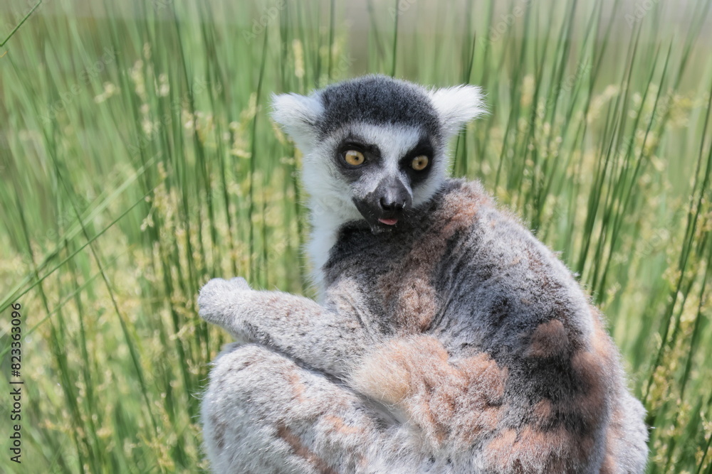 Obraz premium ワオキツネザル