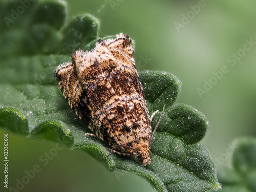 Celypha lacunana photo