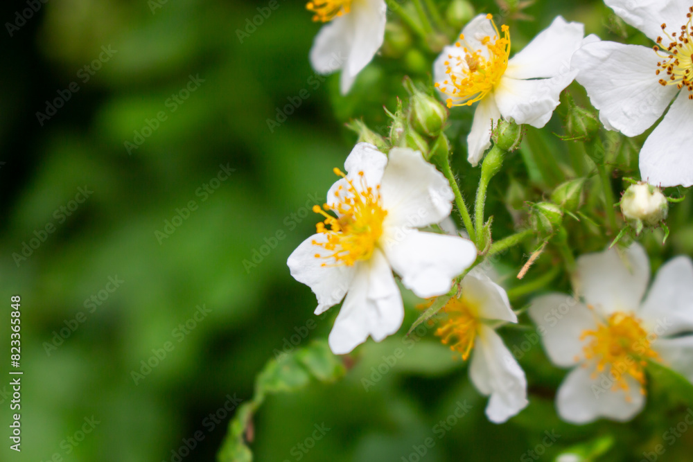 Cherokee rose (Rosa laevigata) flowers. Rosaceae evergreen vine shrub. Five-petaled white flowers bloom from April to May. Fruits are herbal medicines. Cherokee rose (Rosa laevigata) flowers. Rosaceae evergreen vine shrub. Five-petaled white flowers bloom from April to May. Fruits are herbal medicines.