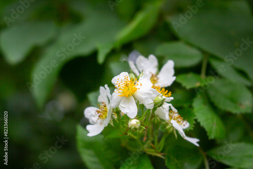 Cherokee rose (Rosa laevigata) flowers. Rosaceae evergreen vine shrub. Five-petaled white flowers bloom from April to May. Fruits are herbal medicines.