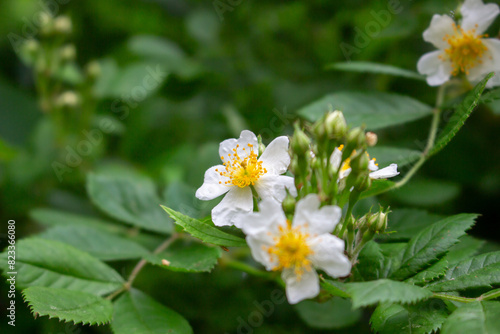 Cherokee rose  Rosa laevigata  flowers. Rosaceae evergreen vine shrub. Five-petaled white flowers bloom from April to May. Fruits are herbal medicines.