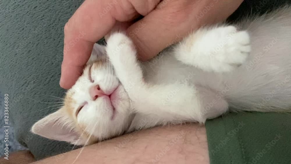 Closeup shot of a cute sleepy kitty while her human petting her on his thigh Closeup shot of a cute sleepy kitty while her human petting her on his thigh