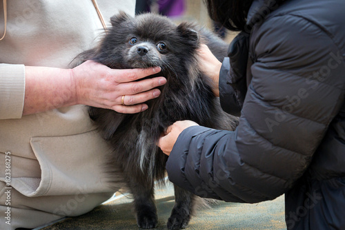 Handler shows dogs of the Pomeranian breed of black color at a dog show.