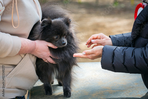 Handler shows dogs of the Pomeranian breed of black color at a dog show.