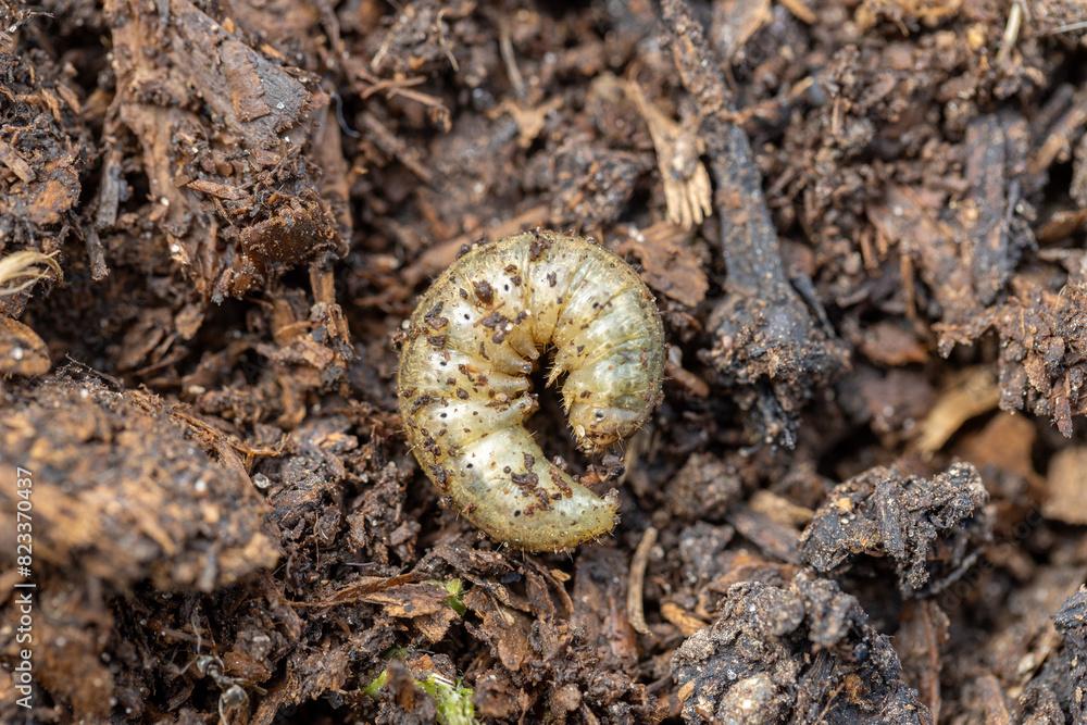 Fototapeta premium Winter pest insect pest Agrotis segetum