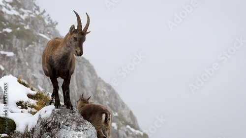 Capra Ibex Mother With Offspring Standing on Rocky Cliff in Julian Alps - Capra Ibex, Kriski Podi, Julian Alps, Triglav National Park, Slovenia, European Alps