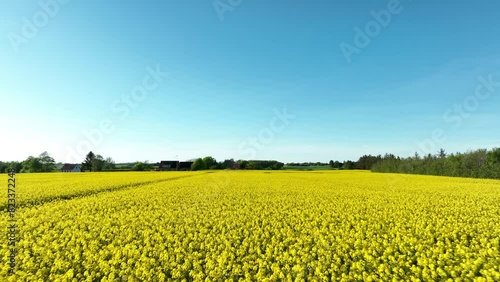 field of yellow flowers