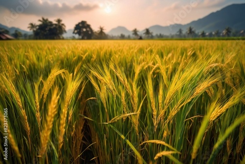 Padi field of rice crop  grain plants for crop in tropical farm