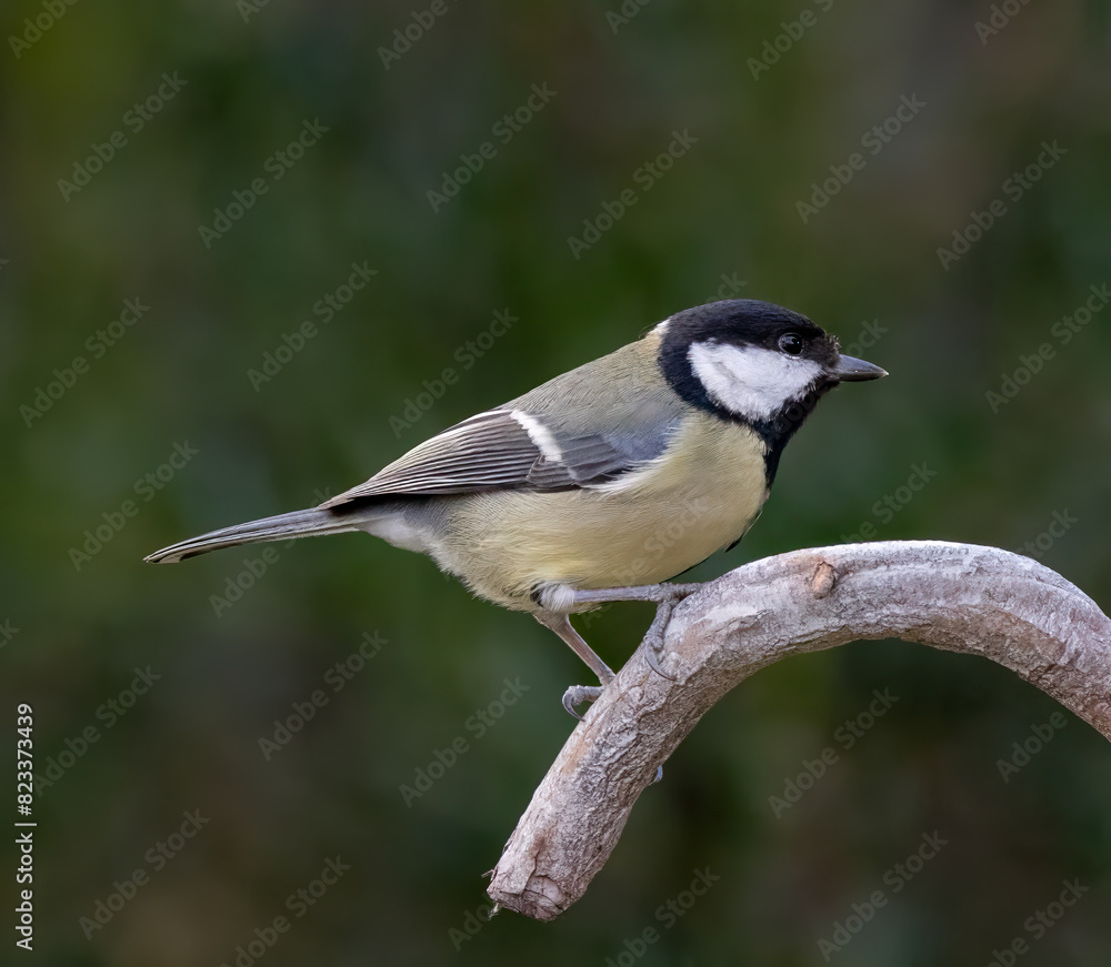 Closeup of a Great tit perched on a branch Closeup of a Great tit perched on a branch