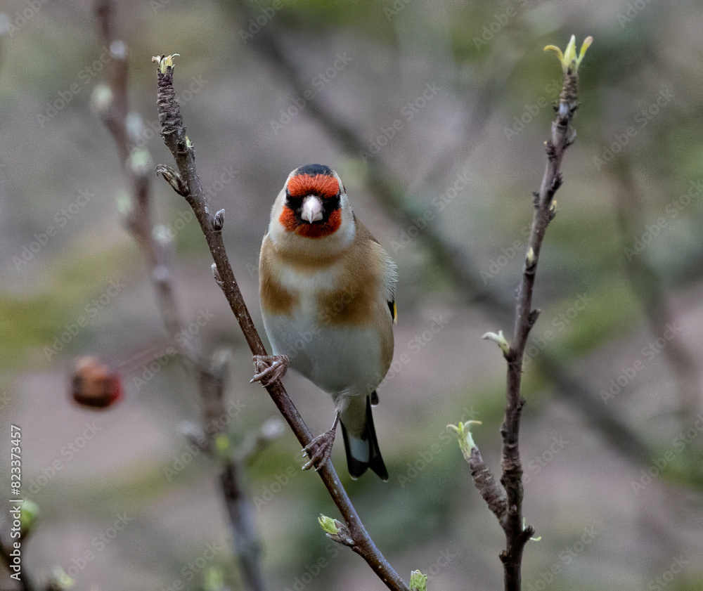 Closeup of a goldfinch perched on a branch Closeup of a goldfinch perched on a branch