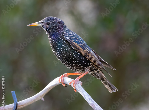 Bilde på lerret Closeup of a common starling (Sturnus vulgaris) perched on a twig