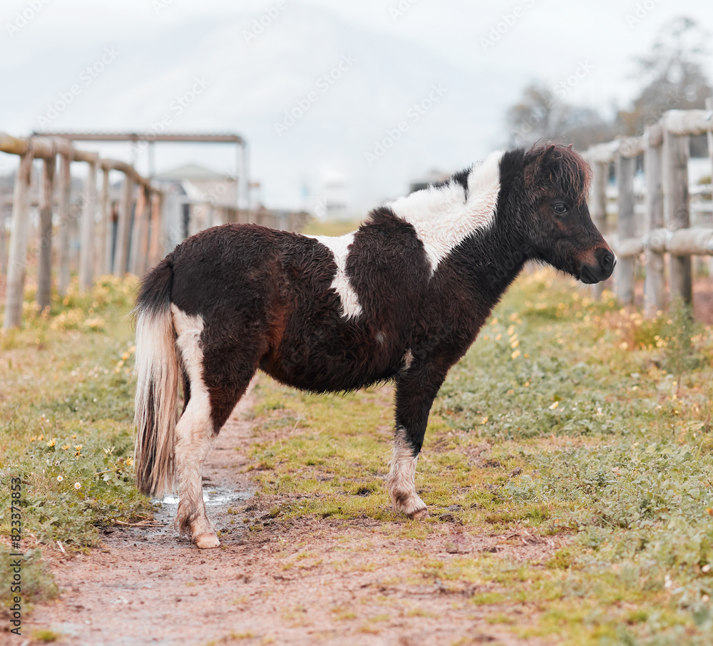 Fototapeta premium Horse, profile and outdoor on grass by farm in countryside Texas, pasture environment and livestock agriculture or farming. Pony, nature and rural scene for sustainability, animal and development