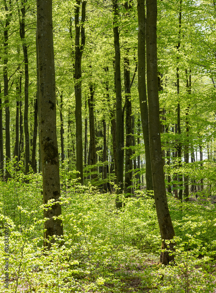 fresh spring leaves on beech trees in german forest fresh spring leaves on beech trees in german forest