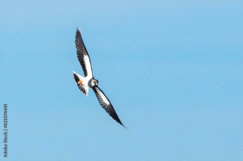 Northern Lapwing bird in flight with fish in beak against clear sky Northern Lapwing bird in flight with fish in beak against clear sky