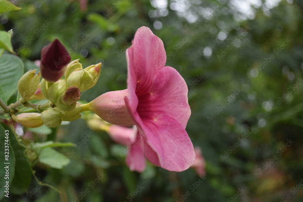 Pink-colored hibiscus flower in a garden in India. Pink-colored hibiscus flower in a garden in India.