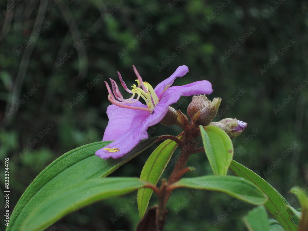 Purple-colored wildflower on a plant in the forest in India. Purple-colored wildflower on a plant in the forest in India.