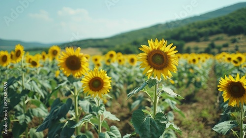 A sunflower field stretching to the horizon. --ar 16 9 Job ID  22149b3f-5cd1-4542-9e1c-bdc6fcde7154