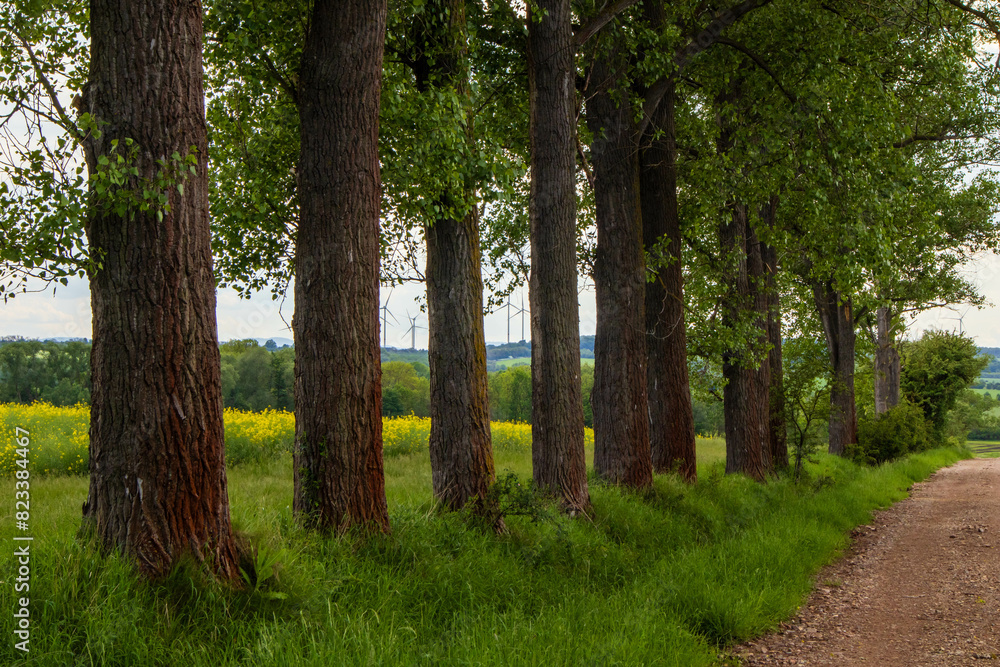 Row of leaf trees by rape field and country road Row of leaf trees by rape field and country road