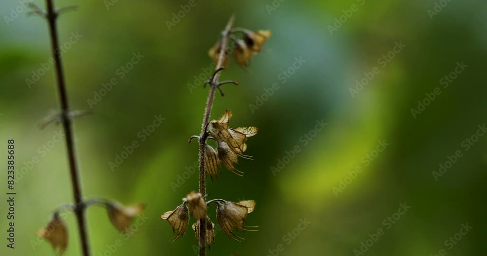 Selective focus on dry holy basil flowers in the forest, capturing the essence of spring. Selective focus on dry holy basil flowers in the forest, capturing the essence of spring.