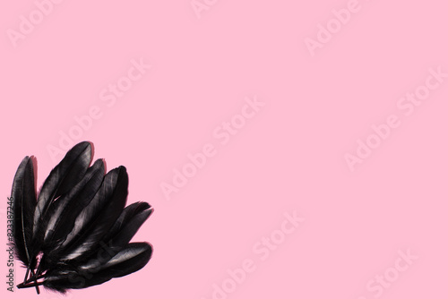 Black bird feather on pink background.  MInimal concept with copy space. 