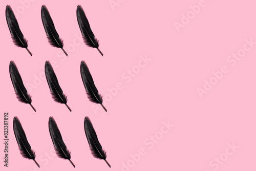 Black bird feather on pink background. MInimal concept