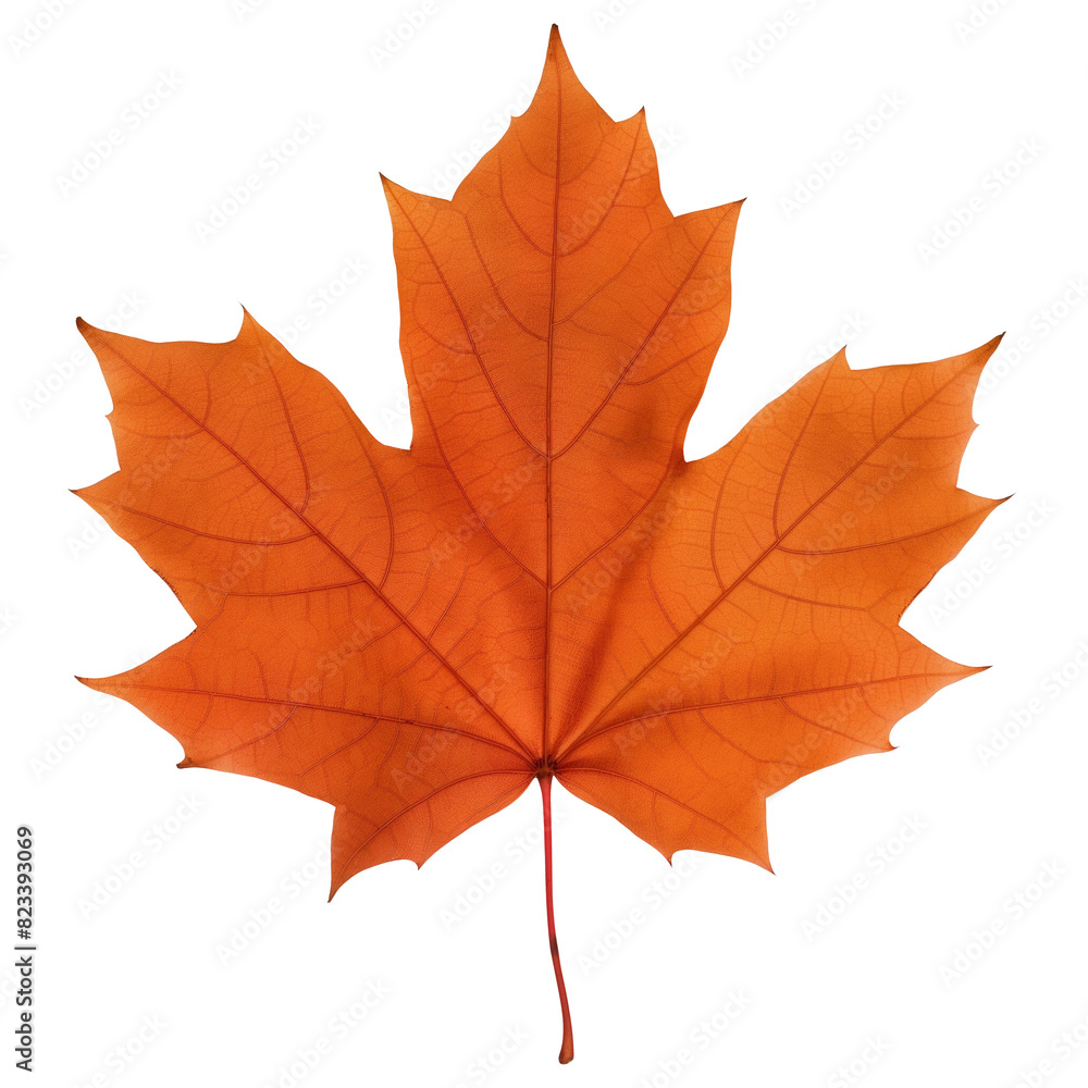 Obraz premium A leaf of a tree is shown in full color. The leaf is orange and has a pointed tip.