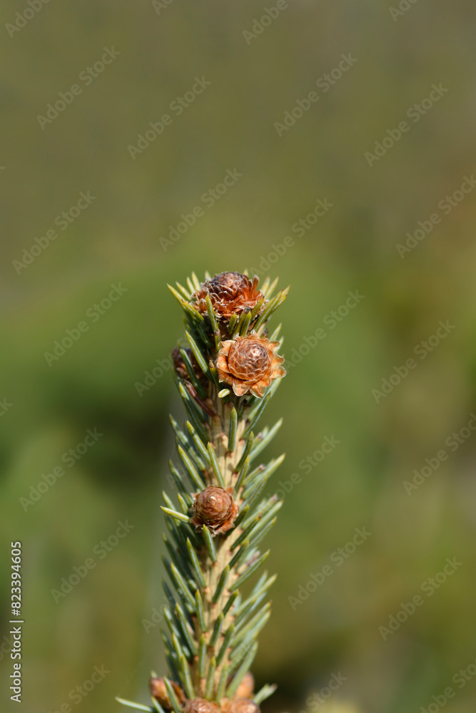 White spruce Dent branch White spruce Dent branch