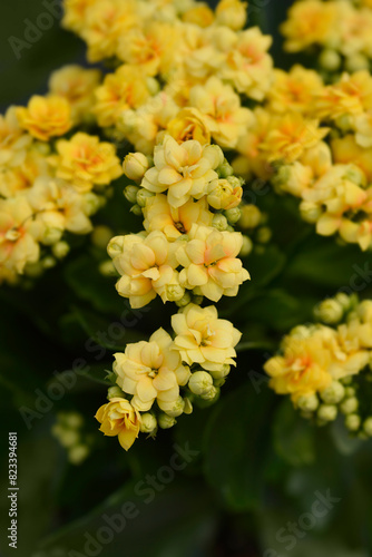 Obraz na plátně Florist kalanchoe flowers
