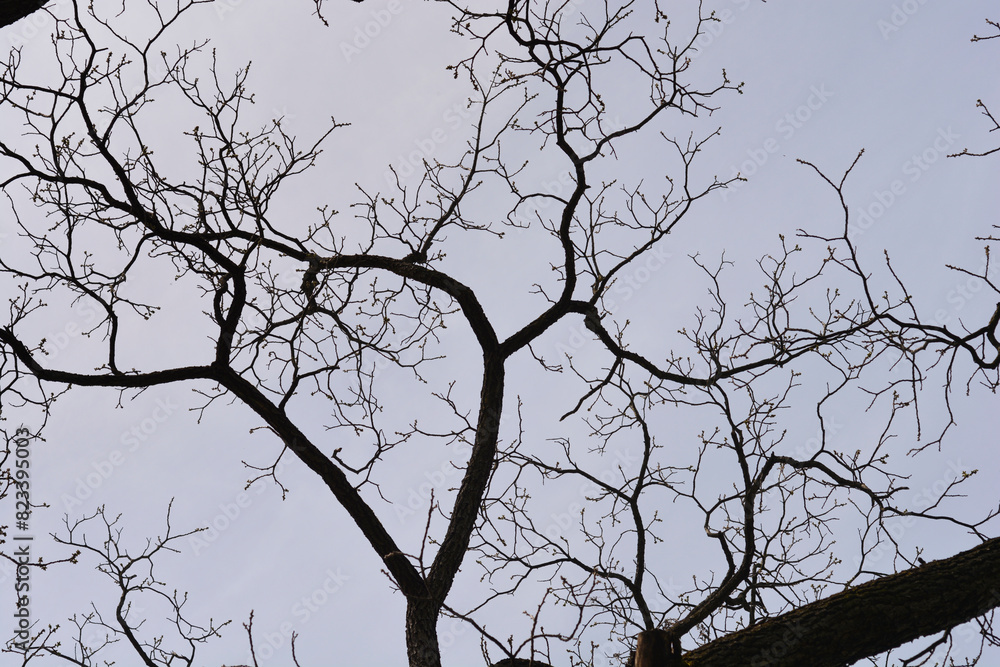 Obraz premium Eastern black walnut branches against the sky