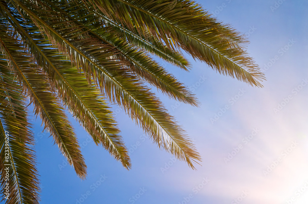 Fototapeta premium Blue sky and a palm with sunshine, view from underneath