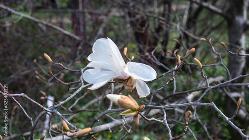 Magnolia kobus buds open under the spring sun in a botanical garden photo