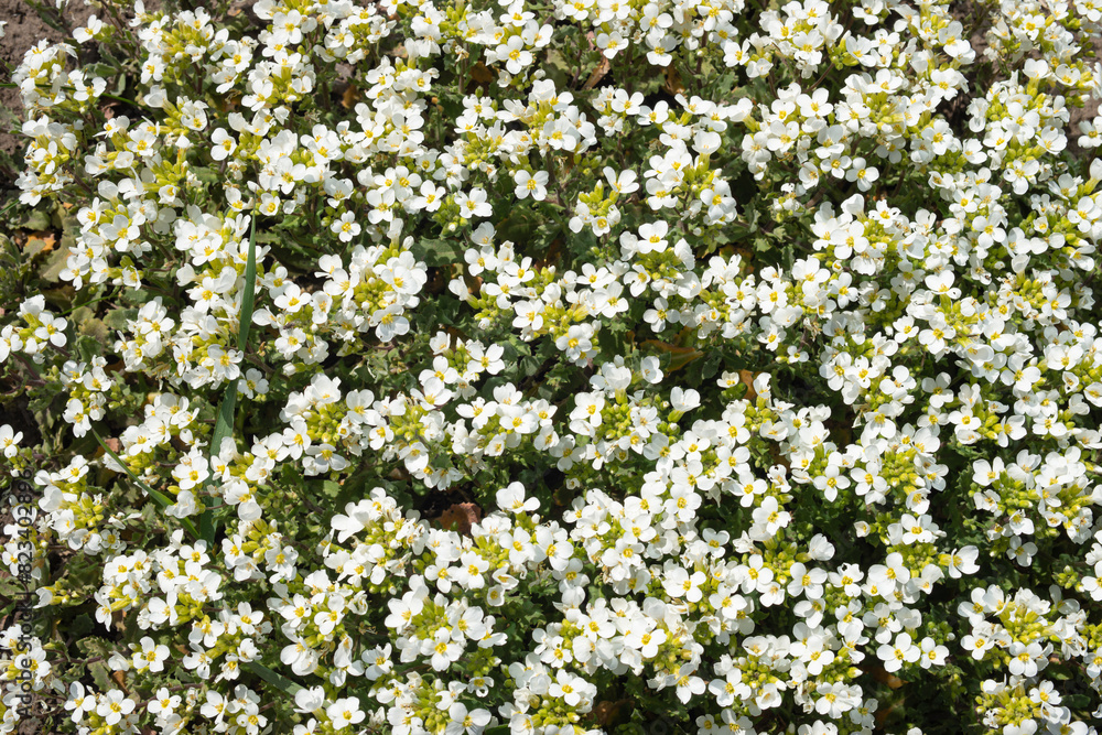 Arabis alpina. White arabis caucasica flowers growing in the garden. Mountain rockcress or alpine rock cress