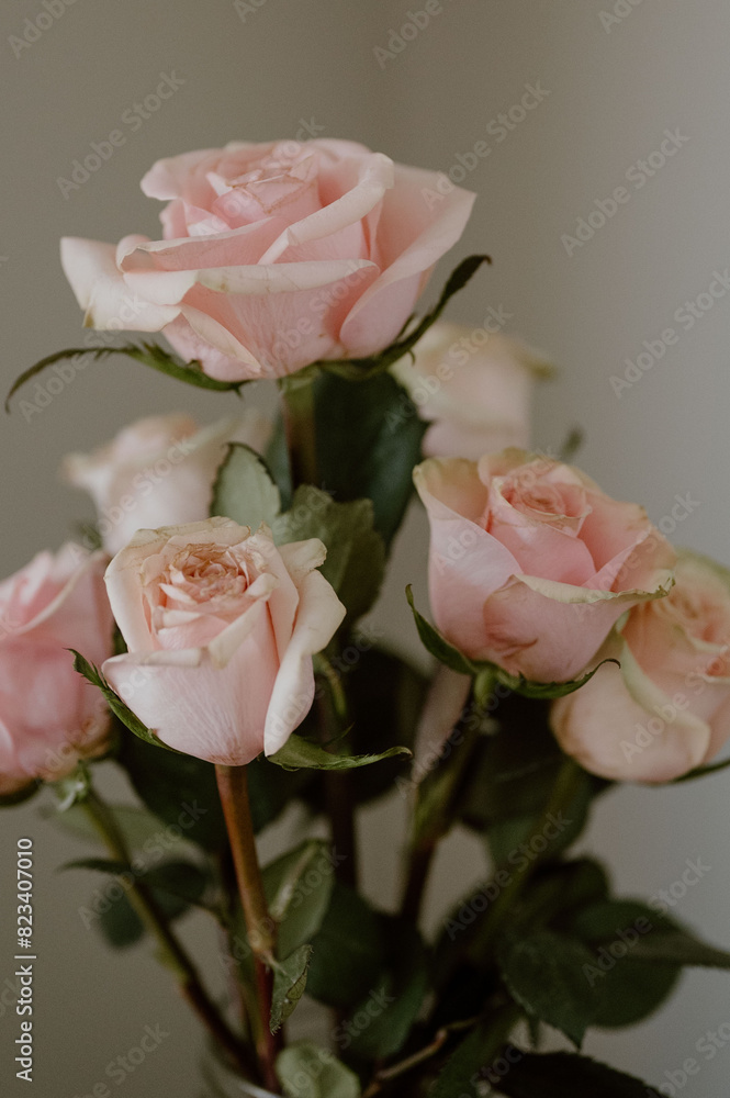 Subtle sophistication meets natural charm in the gentle hues of pink roses Subtle sophistication meets natural charm in the gentle hues of pink roses