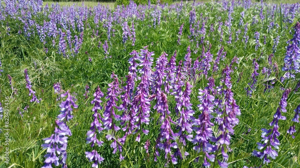 Floral background. Fresh sage flowers with a view of the blue sky. Spring glade. Purple flowers