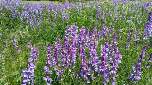 Obraz na płótnie Floral background. Fresh sage flowers with a view of the blue sky. Spring glade. Purple flowers w salonie